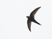 White-rumped swift vinden we op veel plaatsen. De soort ken je wellicht uit Spanje. © Joachim Bertrands