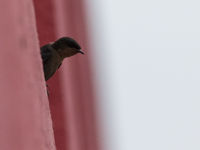 Rock martins zijn hier echte cultuurvolgers, zoals dit exemplaar in de hoofdstad. © Joachim Bertrands