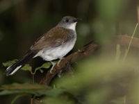 White-tailed alethe, een trouwe volger van mierenzwermen. © Joachim Bertrands