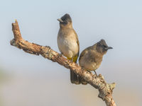 De grauwe buulbuul moet wel een van de algemeenste vogels van Afrika zijn. © Jeffrey Van Daele