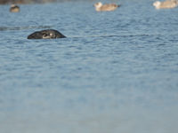 Een grijze zeehond komt boven. © Johannes Jansen