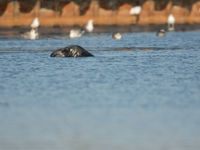 Phoque au ras de l'eau © Johannes Jansen