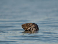 De grijze zeehond is thuis rond de Brouwersdam. © Billy Herman