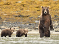 Moeder grizzly met haar twee welpen. © Yves Adams