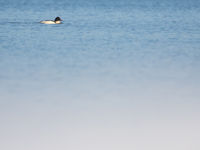 Een eenzaam mannetje grote zaagbek op het water. © Johannes Jansen