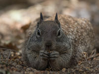 Ground Squirrel ©Iwan Lewylle