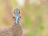 De hamerkop, notoire rovers van de waterkant en makkelijk in beeld te brengen. © Jeffrey Van Daele