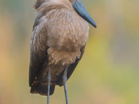 Een hamerkop, een typische verschijning en een bijzonder leuk reigertje. © Jeffrey Van Daele