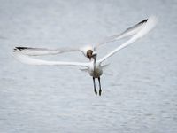 Poursuite entre une mouette et une aigrette