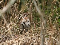 La reine des forets : gélinotte des bois © Voyages STARLING