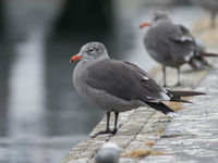 Als een van de aantrekkelijkste meeuwen van Noord-Amerika is de heerman's gull steeds een geliefde klant. © Joachim Bertrands