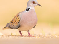 Een zomertortel, een inmiddels erg bedreigde vogelsoort. © Rudi Debruyne