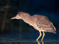 Een juveniele kwak tijdens het inflitsen. © Rudi Debruyne