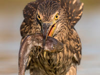 Een juveniele kwak werkt een dwergmeerval naar binnen. © Rudi Debruyne