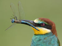 Een close-up van een bijeneter met een blauwe glazenmaker in de bek. © Rudi Debruyne