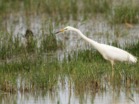 Een grote zilverreiger waadt door het moeras. © Sabine Ongenae