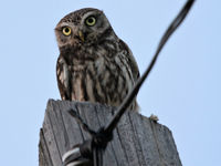 Een steenuiltje houdt ons nauwgezet in het oog. © Sabine Ongenae