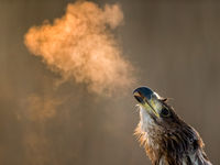 Ademhalen tijdens een koude ochtend... © Bence Máté