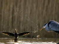 Een dwergaalscholver en adulte blauwe reiger. © Bence Máté