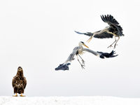 Zeearend met twee vechtende blauwe reigers! © Bence Máté