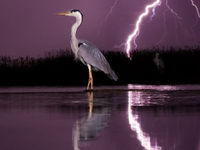 Héron cendré dans l'orage © Bence Maté