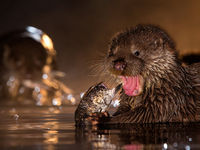 Le repas de la loutre © Bence Maté