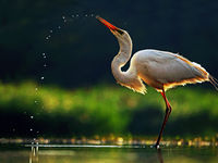 Grande aigrette © Marc Costermans 