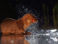 Loutre de nuit © Marc Costermans 