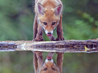 Renard venant s'abreuver © Marc Costermans 