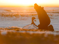 En action lors d'un voyage photo STARLING