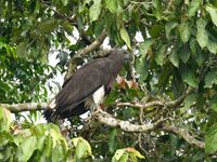 Un grey-headed fish-eagle de plus près, où l'on ditingue sa queue bicolore. © Geert Beckers 