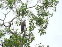 Un grey-headed fish-eagle veille sur son territoire. © Geert Beckers 