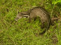 Une Malayan civet se faufile dans l'herbe. © Geert Beckers 