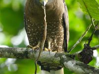 Le crested serpent-eagle porte bien son nom et raffole toujours d'un bon morceau de serpent. © Geert Beckers 