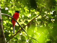 Le scarlet-rumped trogon trahit sa position par son cri distinctif. © Geert Beckers 