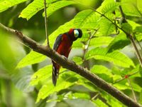 Ce black-and-red broadbill se demande ce que fait notre guide. © Geert Beckers 