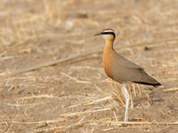 Indian coursers zijn steeds te vinden op de droge savanne in het gebied. © Kristof Goemaere
