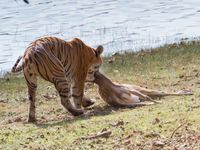 Een tijger met verse buit, een axishert. © Kristof Goemaere
