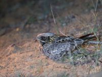 De Indian nightjar is de algemene van de diverse soorten nachtzwaluwen die we hier kunnen waarnemen. © Kristof Goemaere
