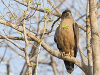 Een crested serpent eagle rust uit in een kale boom. © Kristof Goemaere
