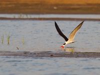 Een Indian skimmer aan het vissen, een lust voor het oog. © Kristof Goemaere