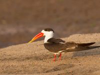 Indian skimmer, een genus vertegenwoordigt door drie soorten wereldwijd: een Amerikaanse, een Afrikaanse en een Aziatische. © Kristof Goemaere
