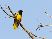 Een black-hooded oriole zit op de uitkijk. © Kristof Goemaere
