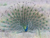 India is ook de thuishaven van de echte blauwe pauw. © Kristof Goemaere
