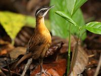 Différents types de babblers se trouvent sur l'île et ne sont repérés que par l'observateur attentif. © Geert Beckers 