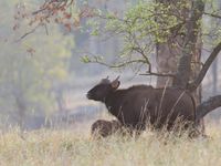 Een waterbuffel met jong. © Kristof Goemaere
