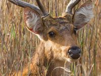 Plots komen we een chital tegen, rustend in het hoge gras. © Kristof Goemaere
