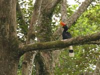 Des espèces magnifiques comme ce rhinoceros hornbill sont malheureusement en déclin, mais Bornéo en abrite toujours.© Geert Beckers 