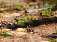 L'île est très réputée pour son herpétofaune. © Geert Beckers 