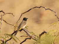 Een Arabische buulbuul rust uit op de tak van een acacia. © Joachim Bertrands